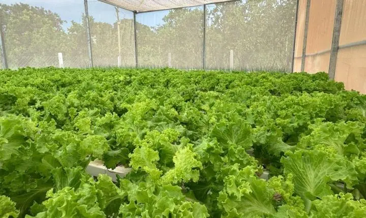 Projeto de aquaponia apoiado por Juca do Guaraná começa a gerar renda em assentamento de Cuiabá