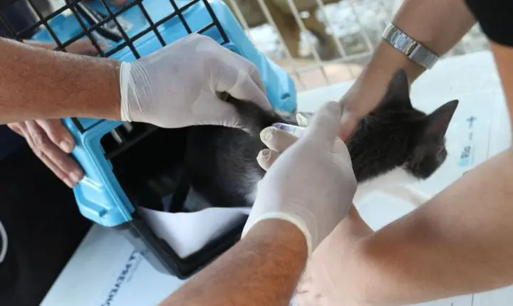 Rio confirma caso de raiva em cão na Zona Oeste e acende alerta