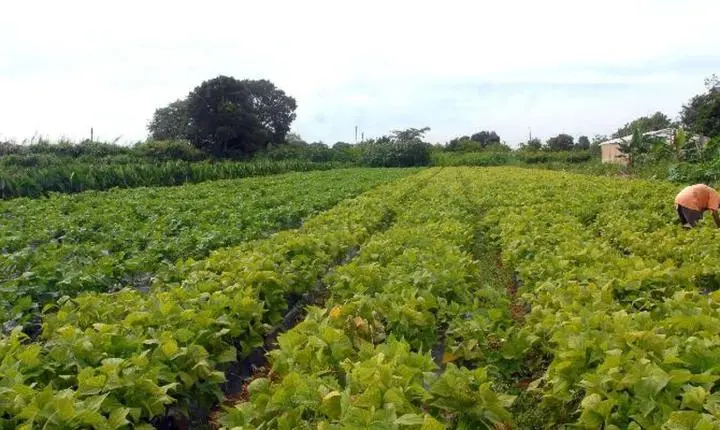 Governo libera crédito de R$ 64,3 milhões para segurança alimentar