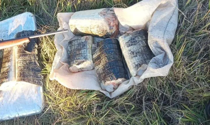 Sema apreende 22 quilos de pescado e de carne de jacaré em Poconé