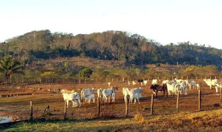 Supremo Tribunal Federal mantém regras que limitam compra de terras por estrangeiros
