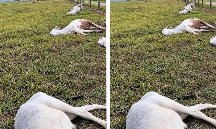Temporal mata 11 cabeças de gado e causa alagamentos em Vila Bela