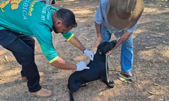 Vacinação Antirrábica avança para a zona rural de Rosário Oeste