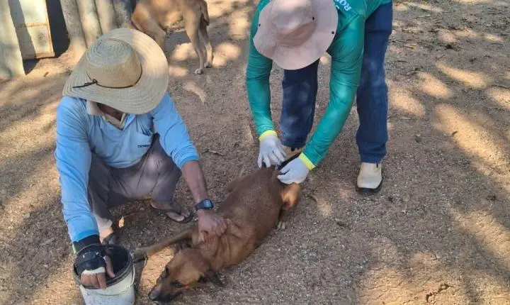 Vacinação Antirrábica avança para a zona rural de Rosário Oeste