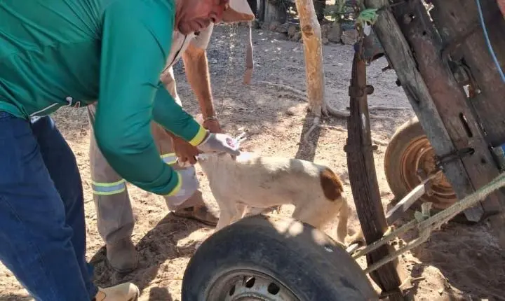 Vacinação Antirrábica avança para a zona rural de Rosário Oeste