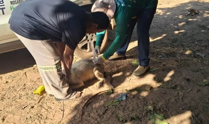 Vacinação Antirrábica avança para a zona rural de Rosário Oeste