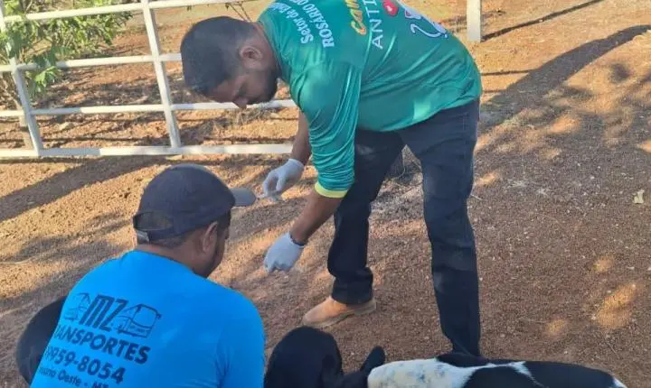 Vacinação Antirrábica avança para a zona rural de Rosário Oeste