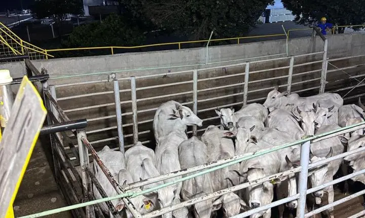 Veterinária da Prefeitura de Rosário Oeste participa de Capacitação e aperfeiçoamento da Inspeção Municipal