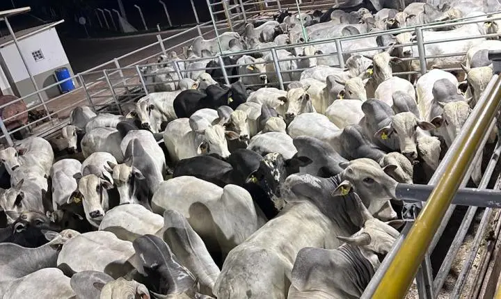 Veterinária da Prefeitura de Rosário Oeste participa de Capacitação e aperfeiçoamento da Inspeção Municipal
