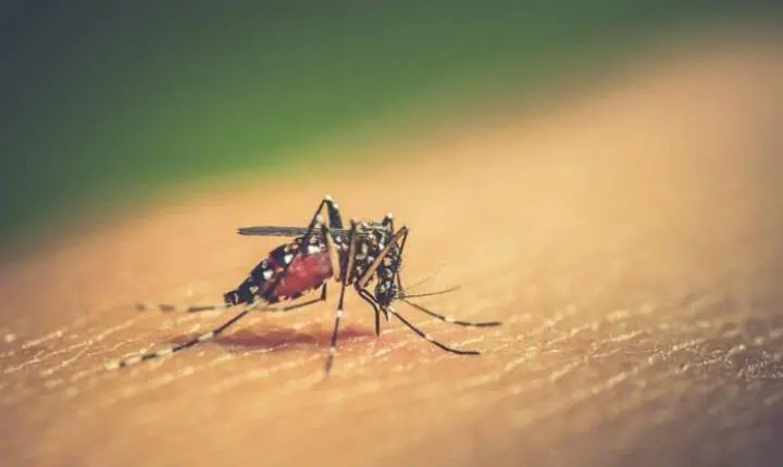 Vila Bela da Santíssima Trindade registra primeira morte por chikungunya no Brasil em 2026